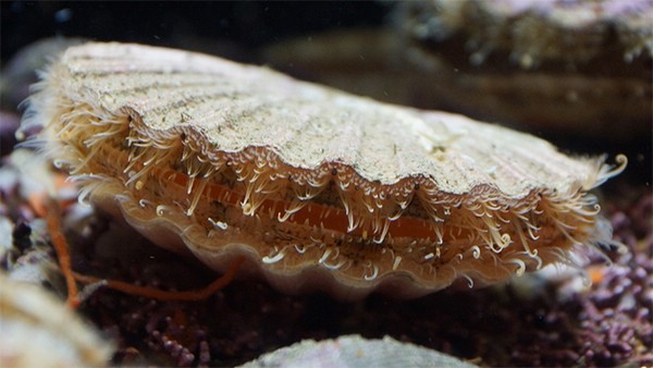 морские гребешки живые