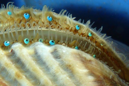 морские гребешки живые